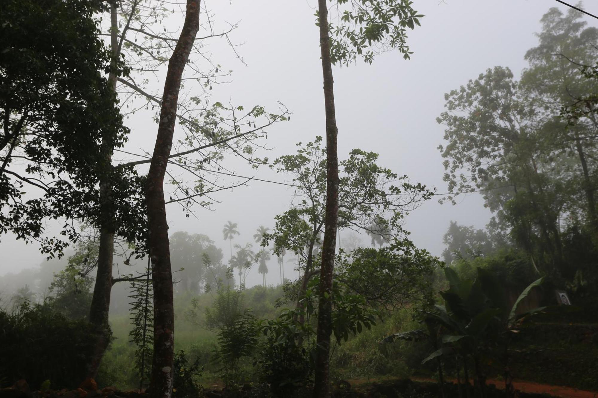 360 Rainforest Deniyaya Eksteriør bilde