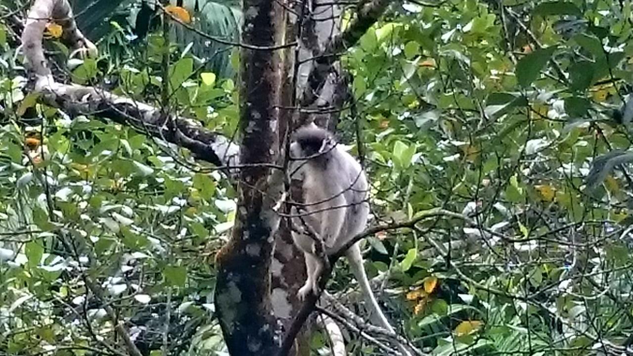 360 Rainforest Deniyaya Eksteriør bilde