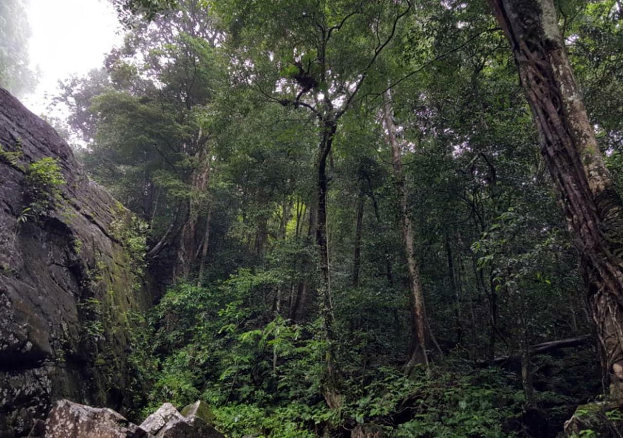 360 Rainforest Deniyaya Eksteriør bilde